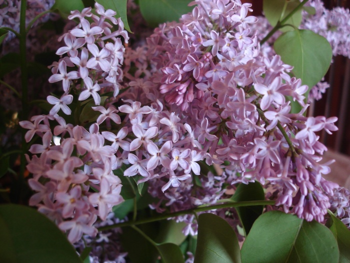 Нарву букет сирени...