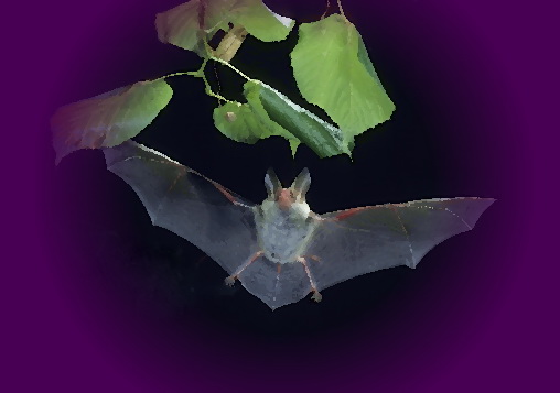 Летучие мыши