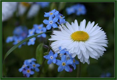 В трёх аккордах клавесина