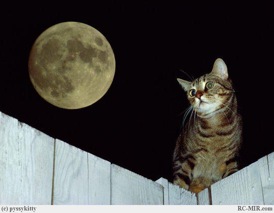 Лунные страдания