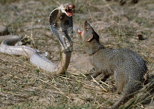 Мангуст и кобра