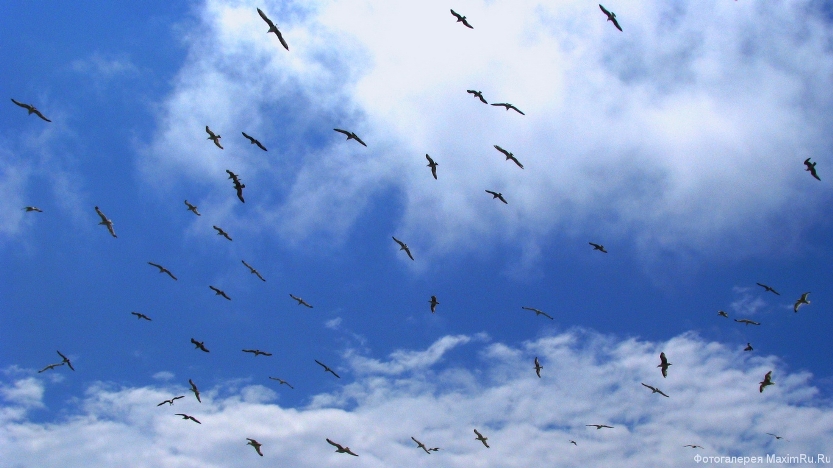 На синем блюде