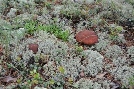 Гриб боровик