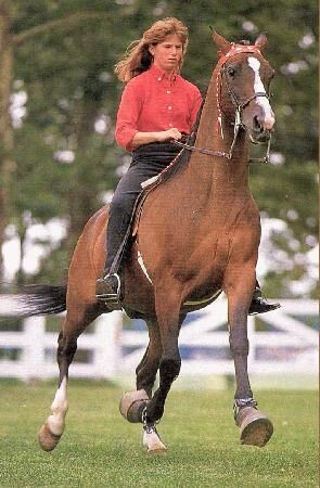 Загадка для эрудитов 120. Как бежит лошадь?