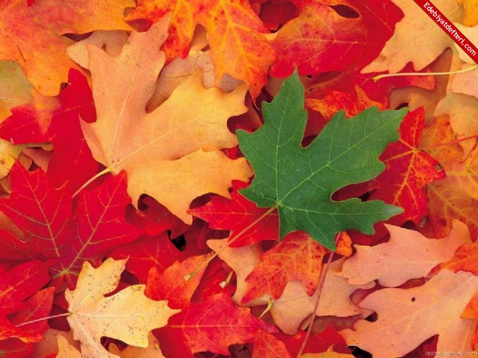 Листья клёна