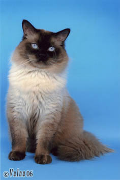 Кот Мишка породы - балинез