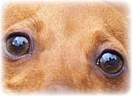 Собачье сердце