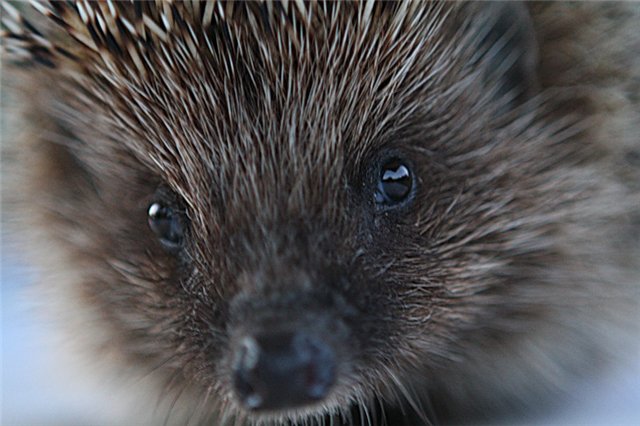 Путешествия ежа