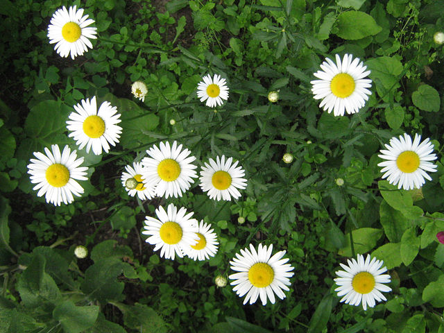 Ромашковый луг