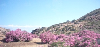 О. Крит. Розовые олеандры