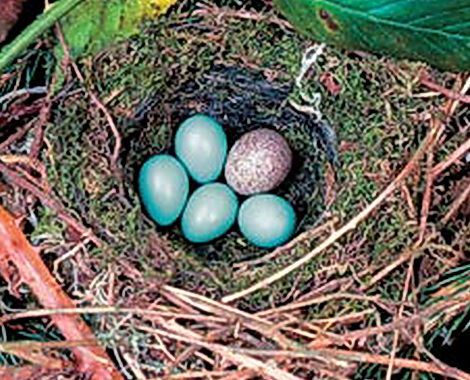 Беспечность