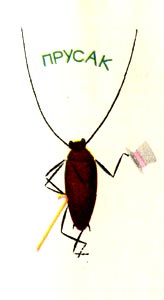 Тараканы в голове