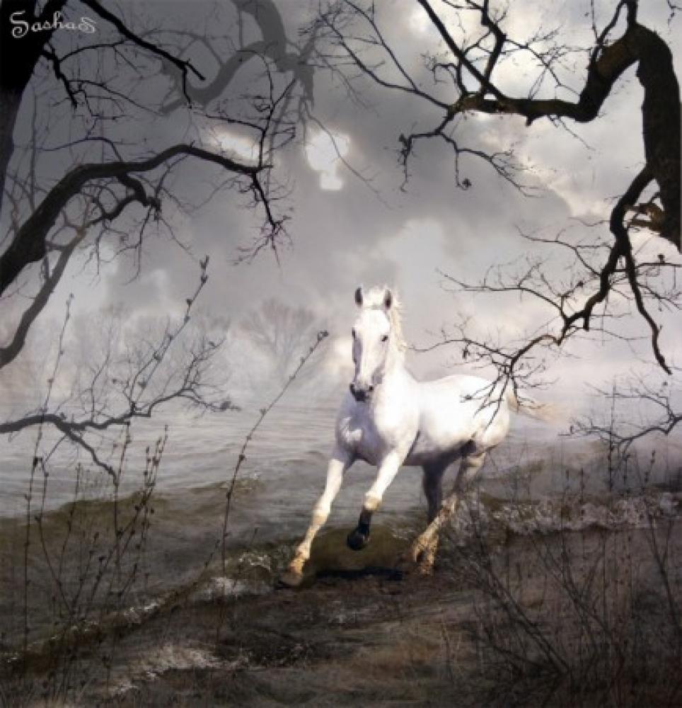 Лошади времен года. Белый конь в тумане. Композиция с лошадью. Вечная любовь лошади.