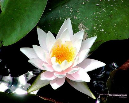 Цветок сердечности и мира