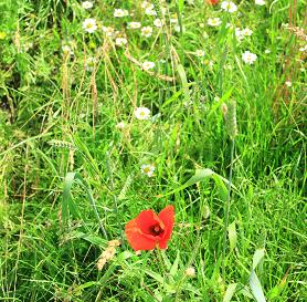 Всё чаще ухожу...