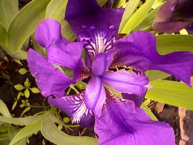 Парфюмом нежности