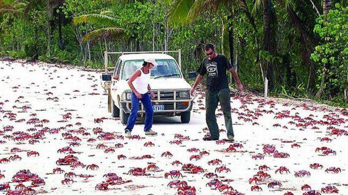 Если раки у Вас зимуют...