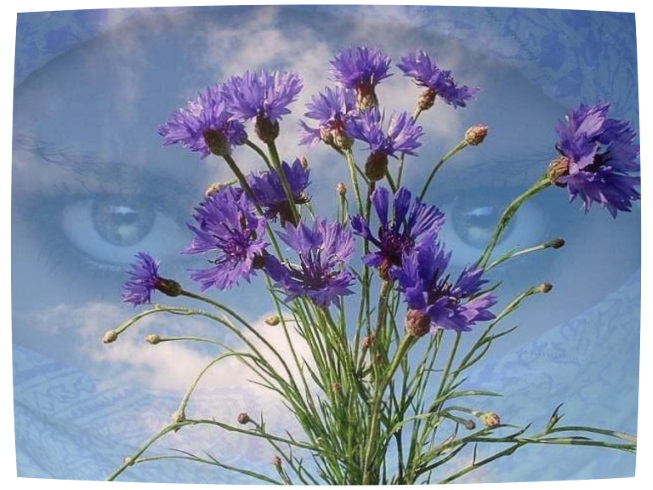 Васильки-синецветики