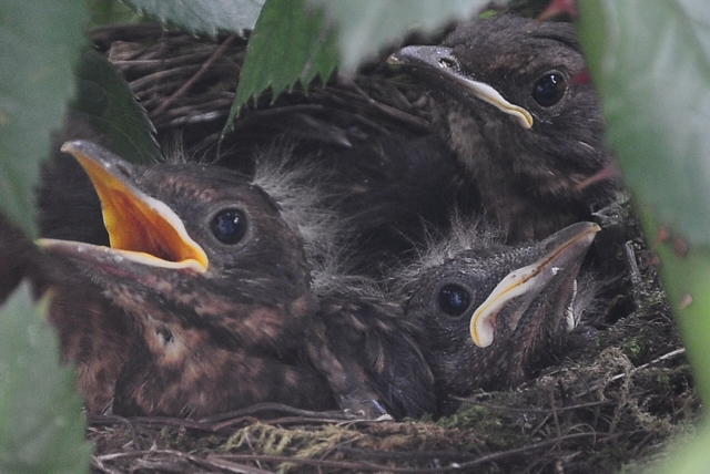 Пернатые соседи