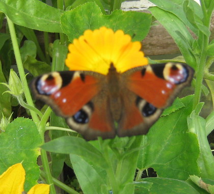 Перед судьбой своей не трусь!