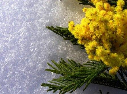 Ветку мимозы грустную, как слезы...