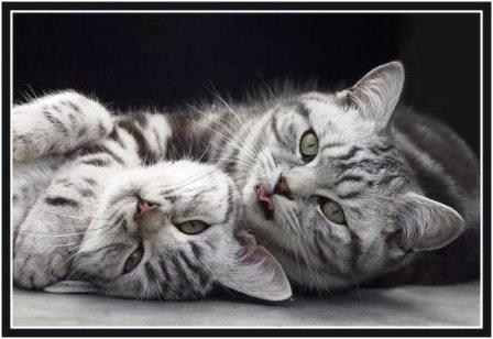 Но все коты и кошки серы