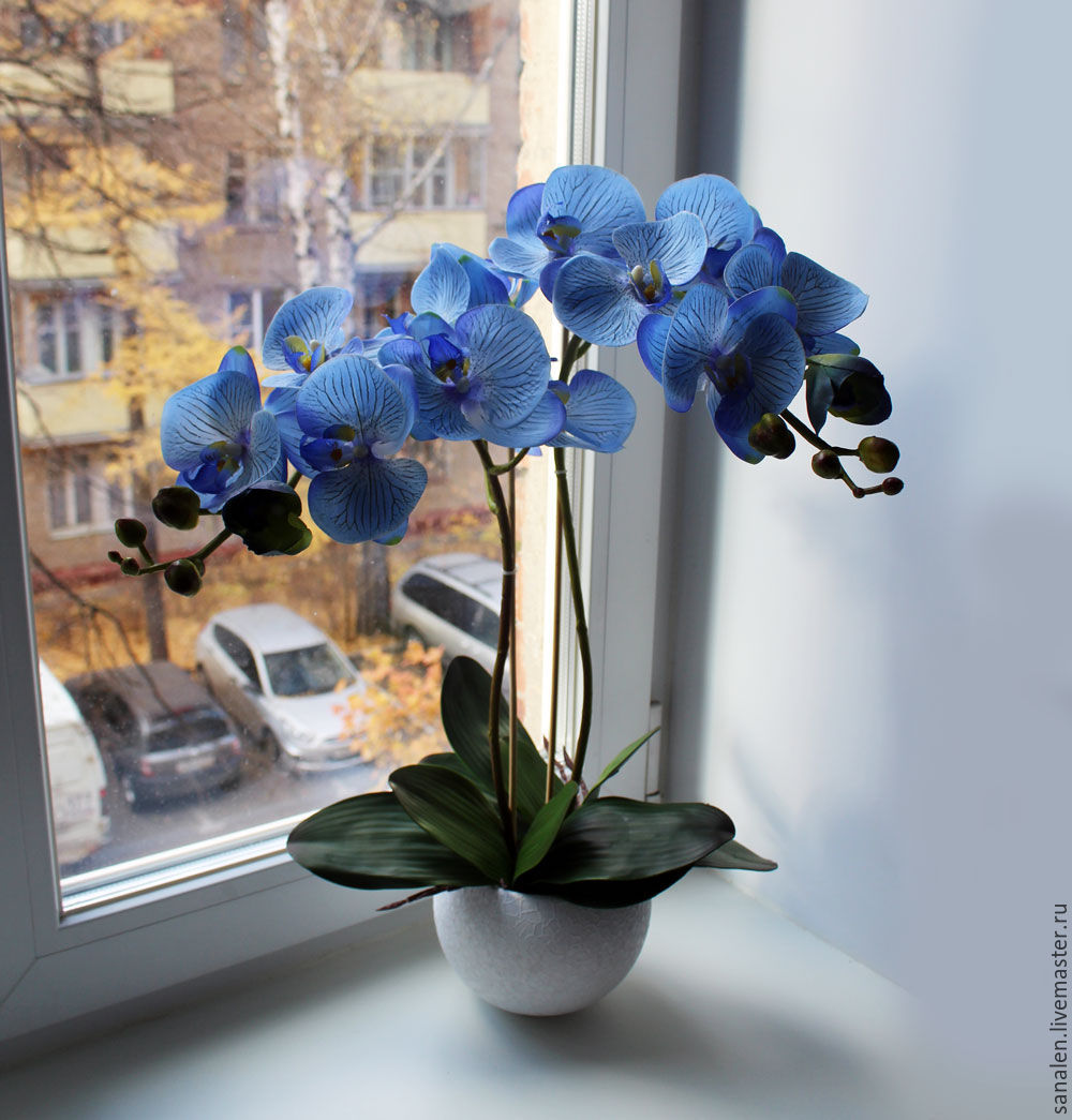 Орхидеи в горшках на подоконнике. Орхидея фаленопсис голубая. Орхидея фаленопсис Блу. Орхидея фаленопсис Роял Блю. Архидея фаленопсис синяя.