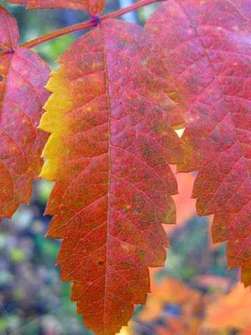 Куда уходишь, Лето?