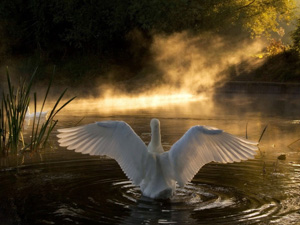 Лебединое родство