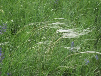 Степь тянет руки ковылей