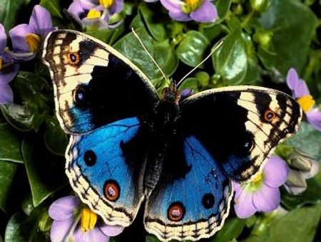 Весна. Бабочка. Хочу летать!