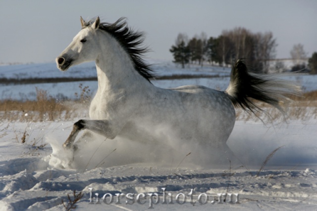Конь-Голубок