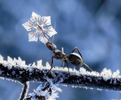 Зимняя сказка