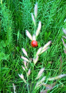 Травяное дыхание