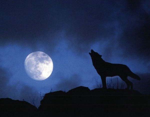 ветер воет как волк на луну