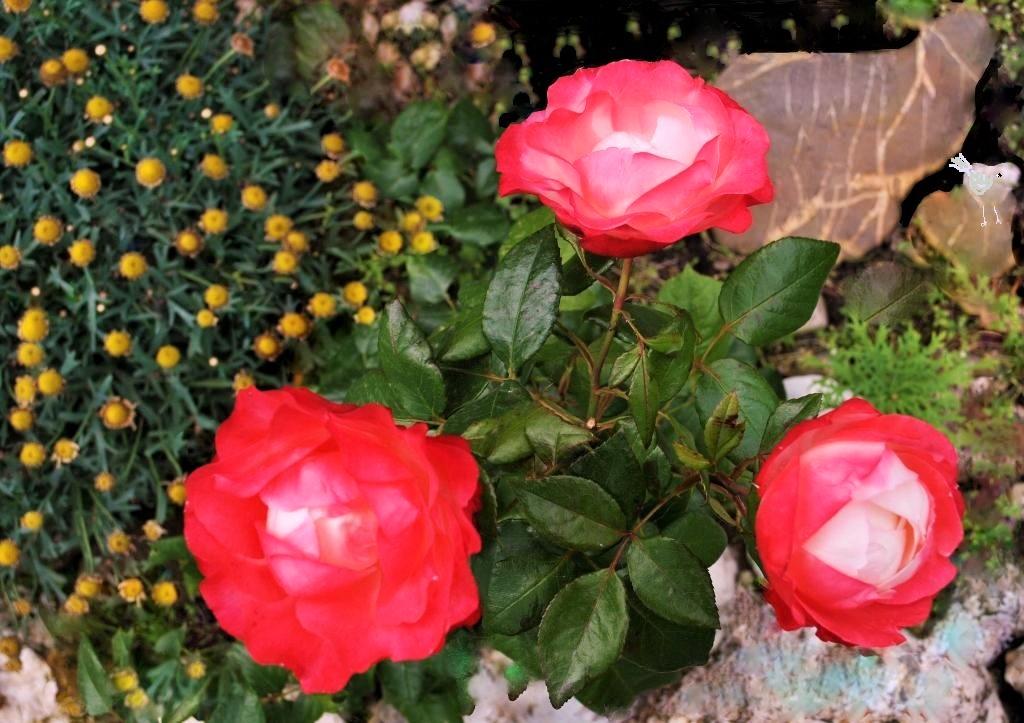 Роза Ностальгия