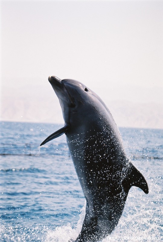 Светило солнце