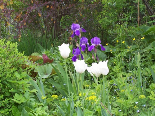 Переливы весны