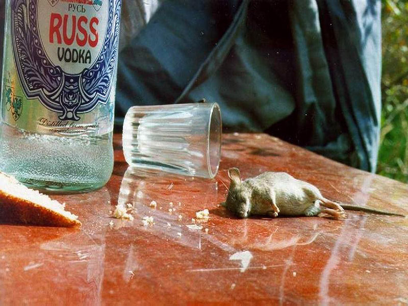 Про чачу, тещу и дачу-2...