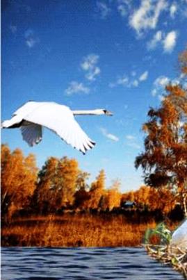 Я не убью тебя, лебедь