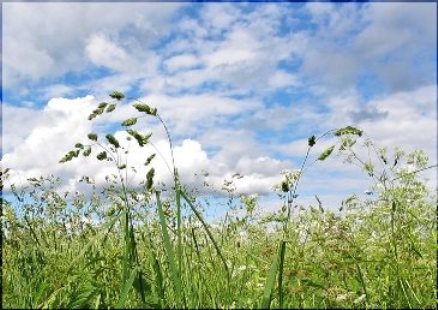 Есть в траве живая прелесть