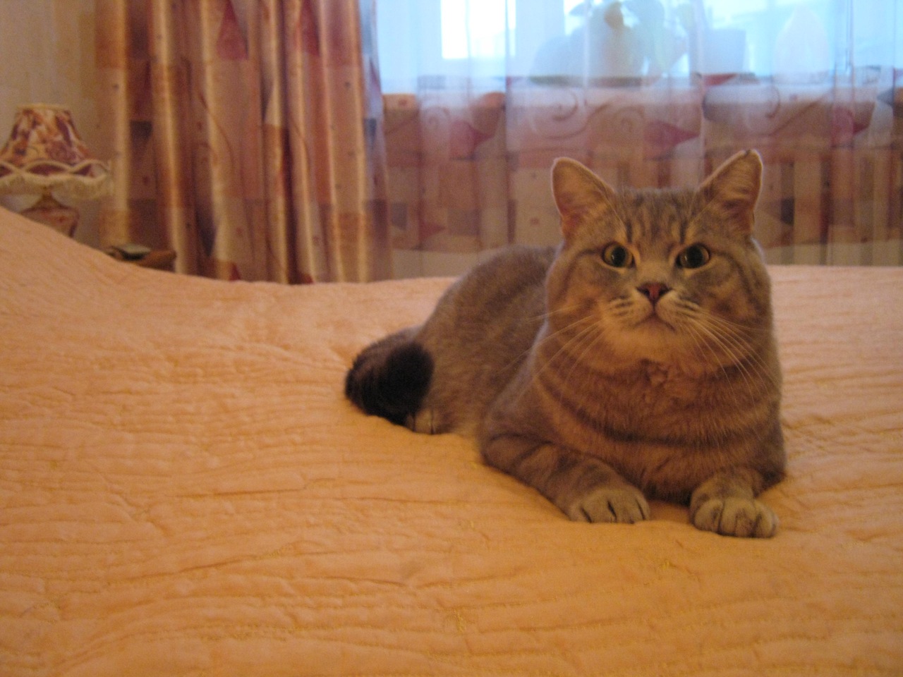 Кошаку
