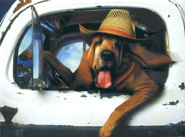 Дог за рулём! Душевный ужастик