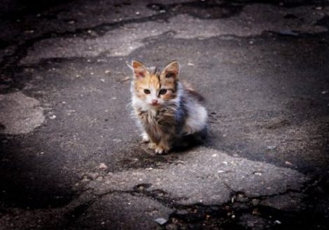 Зарисовка... У обочины...