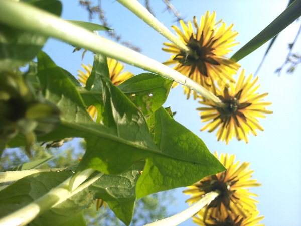 Я у других служу материй...