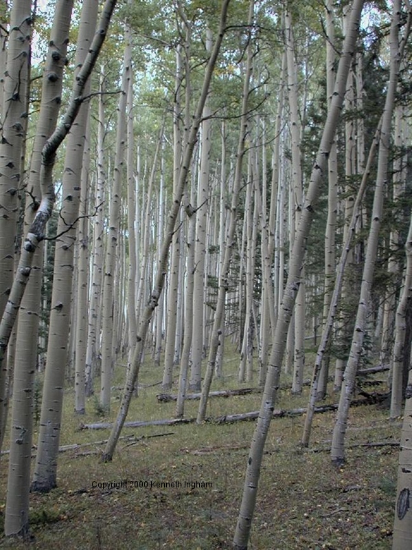 Шорох анальгиновый