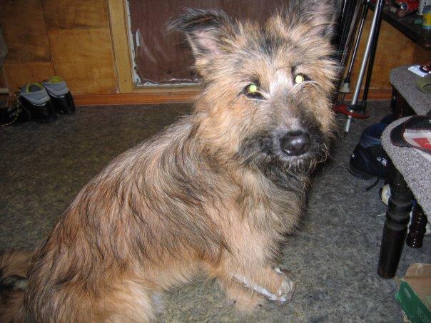 Кобель нарколог