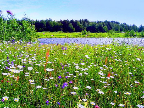 Макушка лета. Пиршество природы