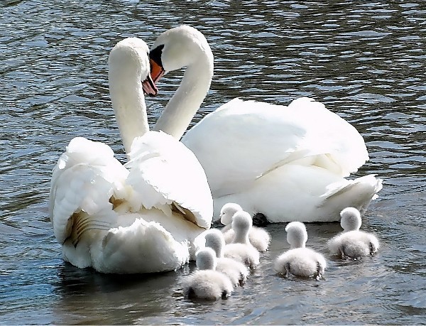 Лебёдушка - молодушка