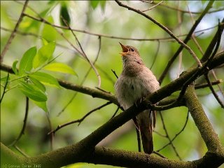 Возле дома спозаранку